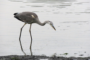 アオサギ 東京港野鳥公園 2019年7月13日(土)