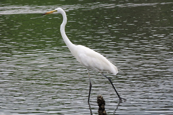 チュウダイサギ 東京港野鳥公園 2019年7月13日(土)