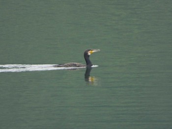 カワウ 城山湖 2019年7月10日(水)