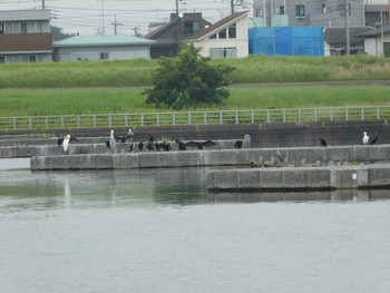 カワウ 多摩川二ヶ領宿河原堰 2019年7月13日(土)