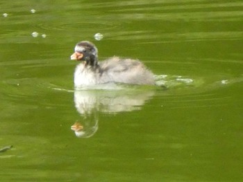 2019年7月13日(土) 薬師池公園の野鳥観察記録