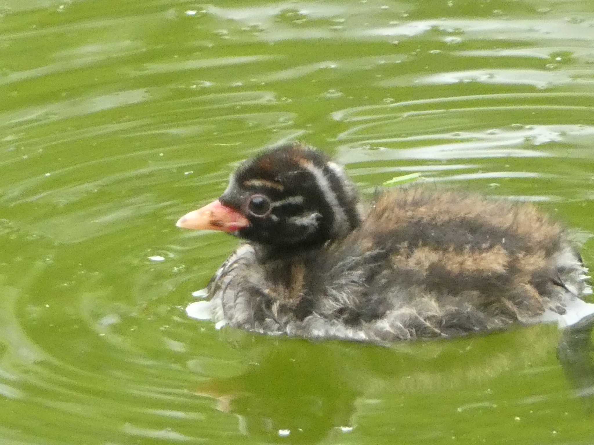 カイツブリ