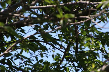 ワカケホンセイインコ 多摩区 2019年5月25日(土)