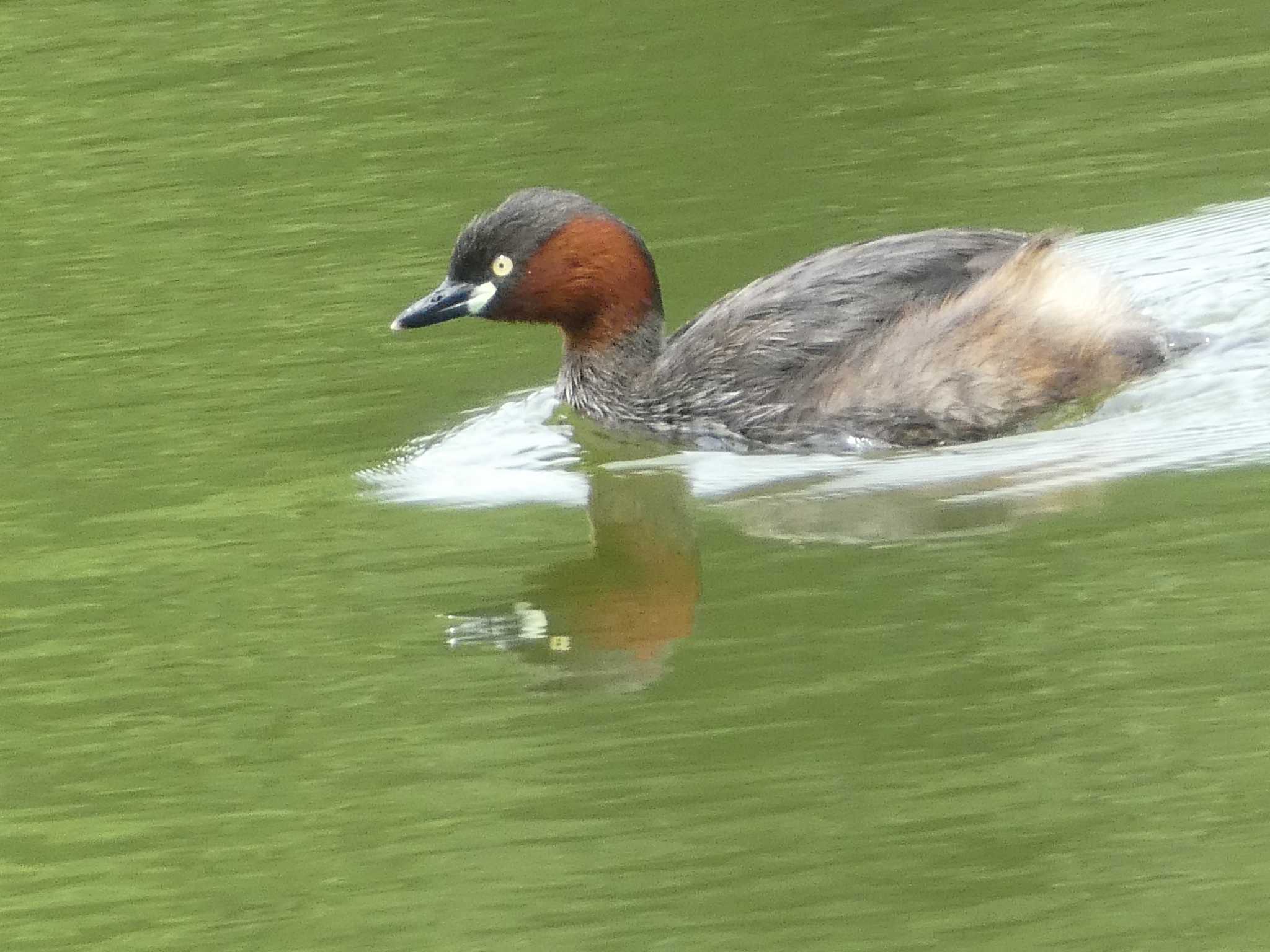 カイツブリ