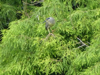 2019年7月13日(土) 都立浮間公園の野鳥観察記録