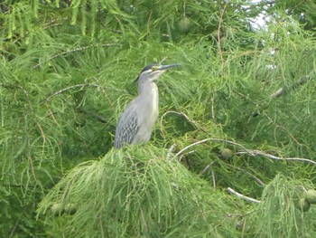 ササゴイ 都立浮間公園 2019年7月13日(土)