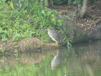 ササゴイ 都立浮間公園 2019年7月13日(土)