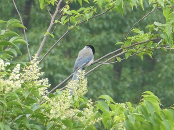 オナガ 都立浮間公園 2019年7月13日(土)