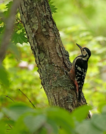 White-backed Woodpecker Yanagisawa Pass Tue, 6/4/2019