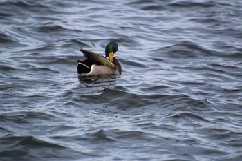 マガモ 多摩川 2019年1月6日(日)