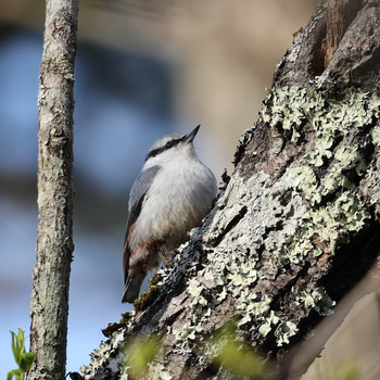 ゴジュウカラ 山梨県 2019年5月17日(金)