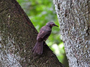 Brown-eared Bulbul 那須高原 Thu, 7/18/2019