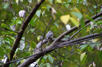 Japanese Pygmy Woodpecker 生田緑地 Sun, 11/19/2017