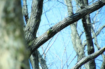 Japanese Green Woodpecker 生田緑地 Mon, 2/12/2018