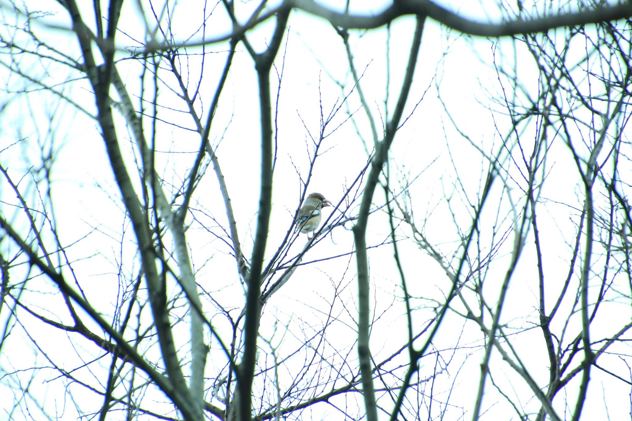 東京港野鳥公園 シメの写真 by るなりん