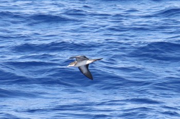 Wedge-tailed Shearwater 小笠原諸島航路 Sat, 7/6/2019