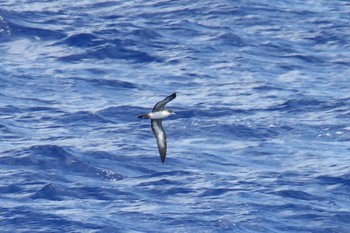 Wedge-tailed Shearwater 小笠原諸島航路 Thu, 7/4/2019