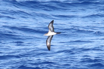 Wedge-tailed Shearwater 小笠原諸島航路 Sat, 7/6/2019