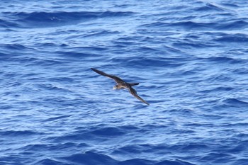 Wedge-tailed Shearwater 小笠原諸島航路 Sat, 7/6/2019