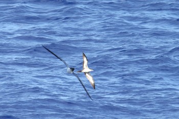 Wedge-tailed Shearwater 小笠原諸島航路 Thu, 7/4/2019