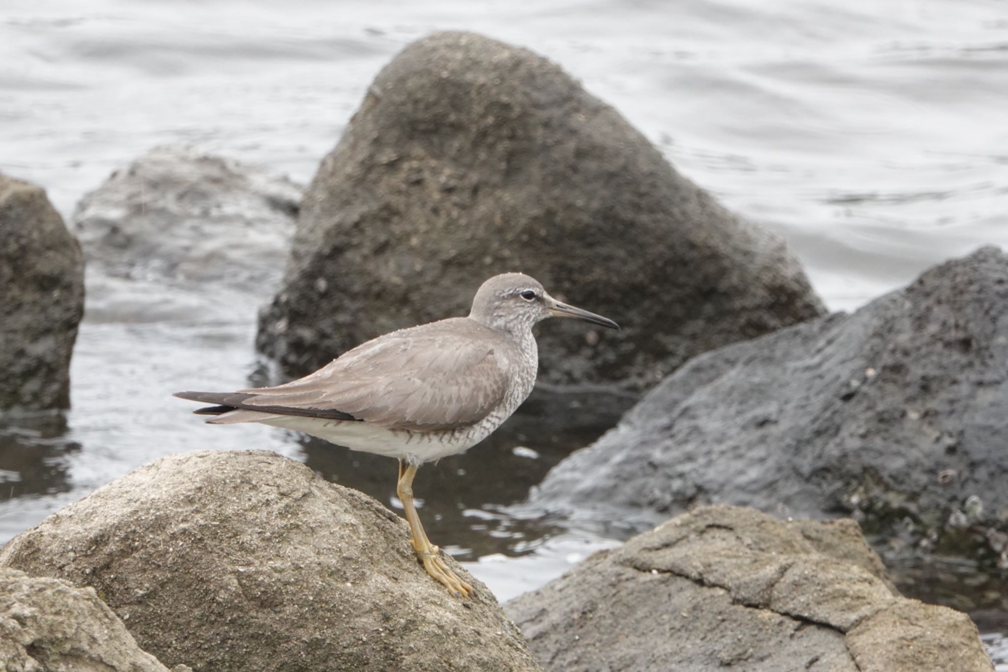 東京港野鳥公園 キアシシギの写真 by ひじり