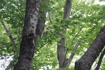 2019年7月13日(土) 東高根森林公園の野鳥観察記録