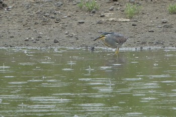 2019年7月13日(土) 東京港野鳥公園の野鳥観察記録