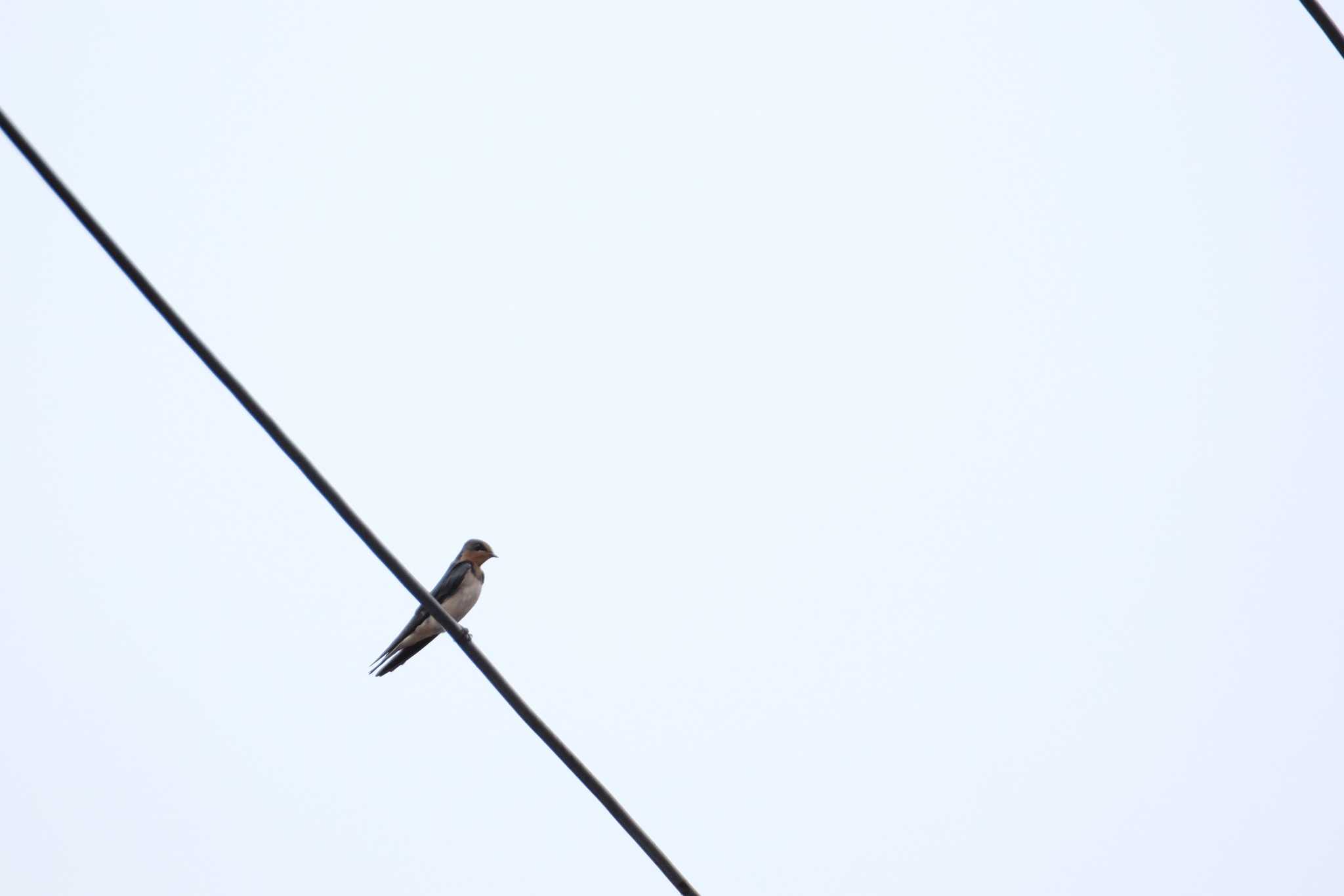 Photo of Barn Swallow at Higashitakane Forest park by toru