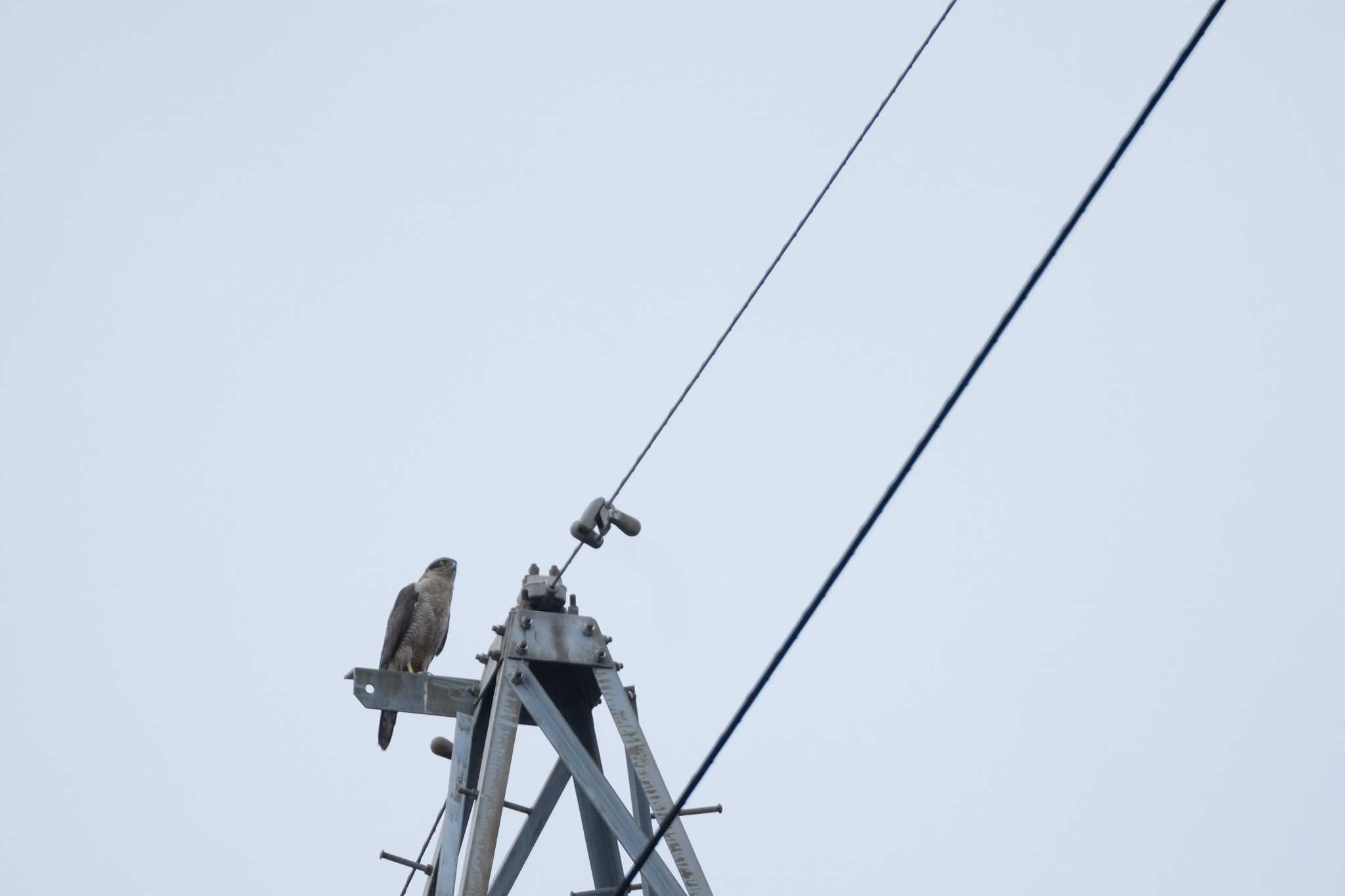 Photo of Eurasian Goshawk at Higashitakane Forest park by toru