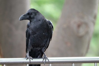 Large-billed Crow Higashitakane Forest park Sat, 7/13/2019