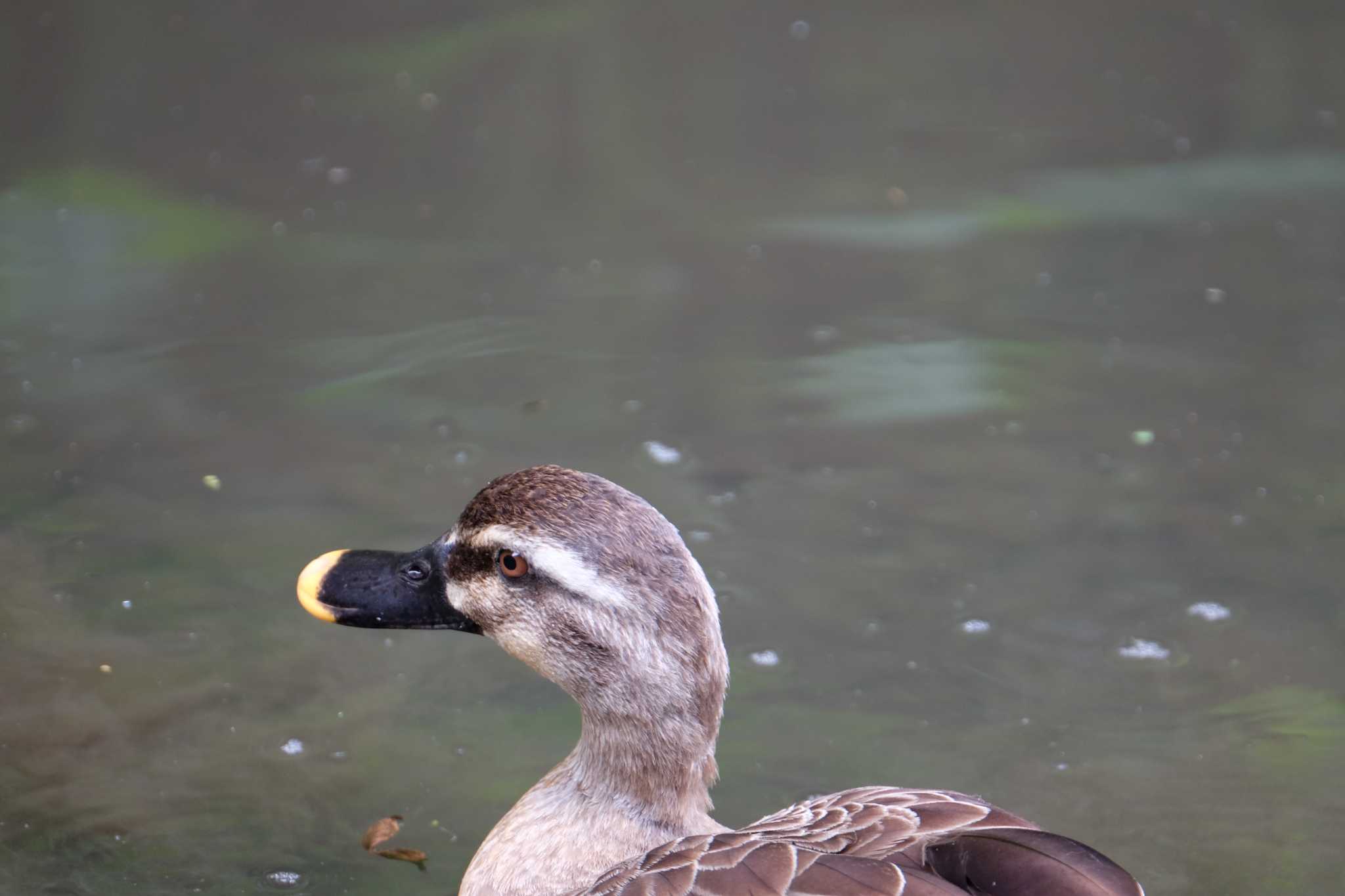 東高根森林公園 カルガモの写真 by toru