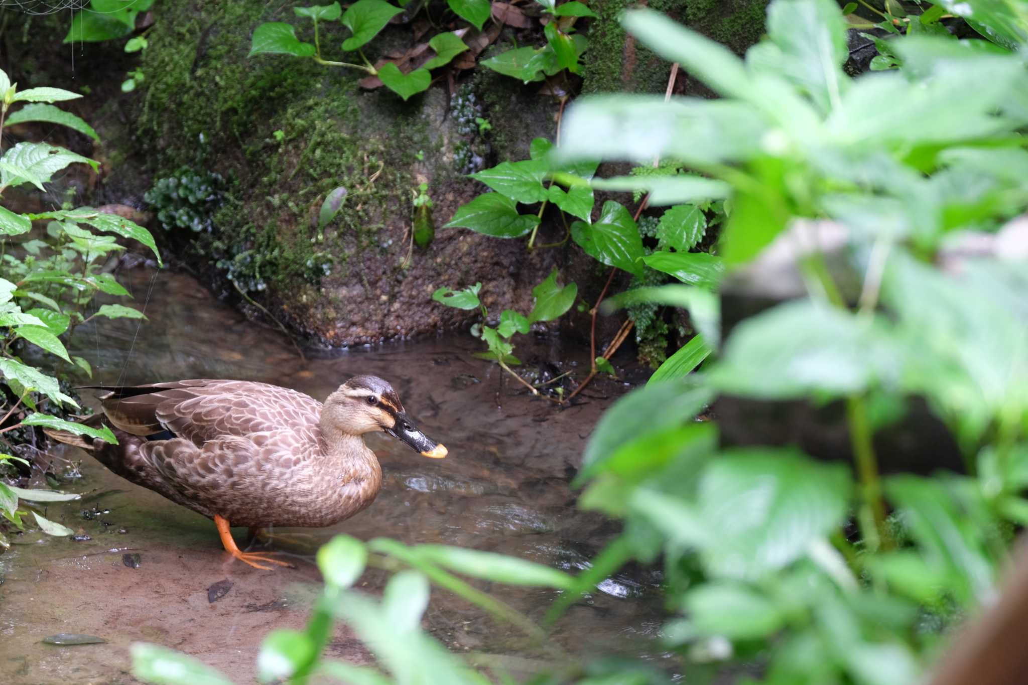 Photo of Eastern Spot-billed Duck at Higashitakane Forest park by toru