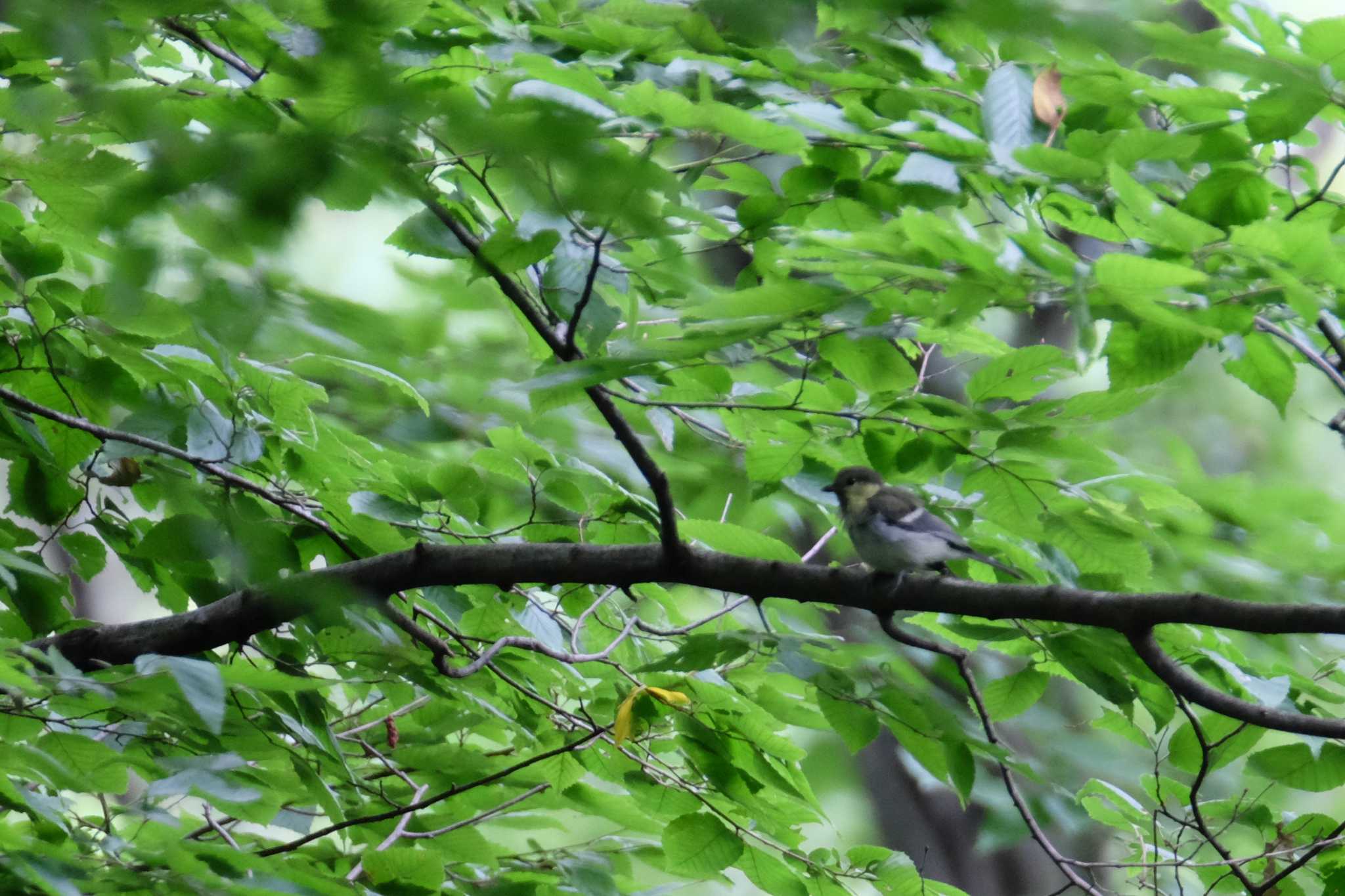 Photo of Japanese Tit at Higashitakane Forest park by toru