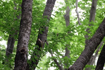 Sat, 7/13/2019 Birding report at Higashitakane Forest park