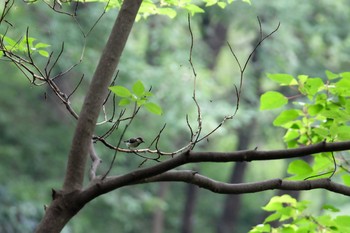 Japanese Tit Higashitakane Forest park Sat, 7/13/2019