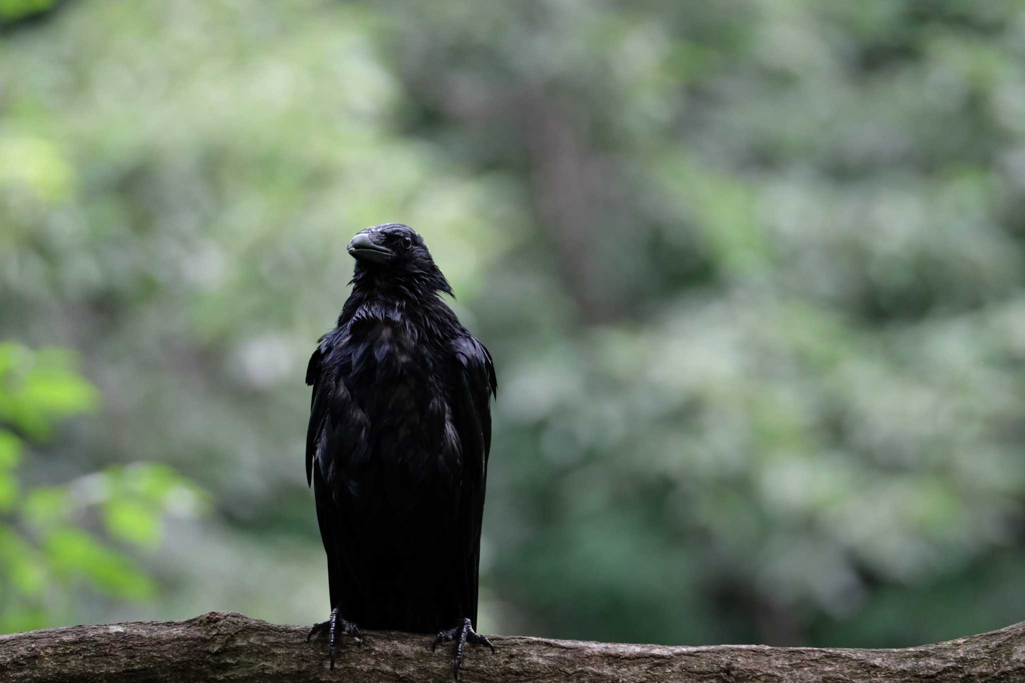 東高根森林公園 ハシボソガラスの写真 by toru