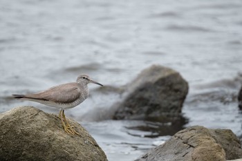 Grey-tailed Tattler Tokyo Port Wild Bird Park Sat, 7/13/2019