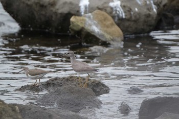 Grey-tailed Tattler Tokyo Port Wild Bird Park Sat, 7/13/2019