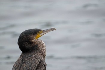 Great Cormorant Tokyo Port Wild Bird Park Sat, 7/13/2019