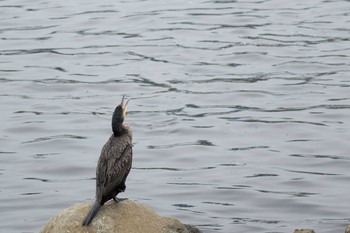 Great Cormorant Tokyo Port Wild Bird Park Sat, 7/13/2019