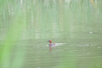 Little Grebe Tokyo Port Wild Bird Park Sat, 7/13/2019