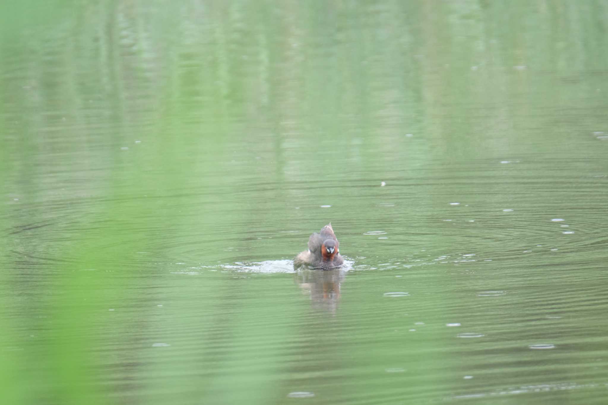 東京港野鳥公園 カイツブリの写真 by toru