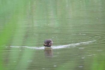 Little Grebe Tokyo Port Wild Bird Park Sat, 7/13/2019