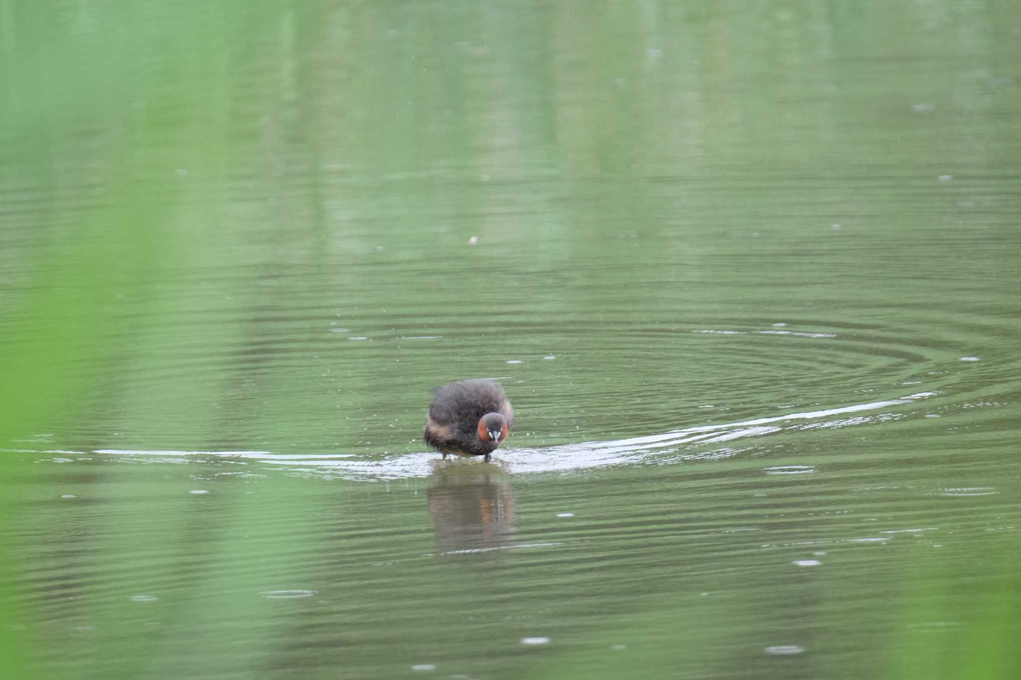 東京港野鳥公園 カイツブリの写真 by toru