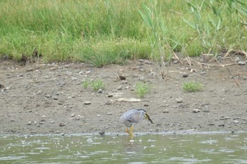 Striated Heron Tokyo Port Wild Bird Park Sat, 7/13/2019