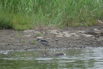 Striated Heron Tokyo Port Wild Bird Park Sat, 7/13/2019