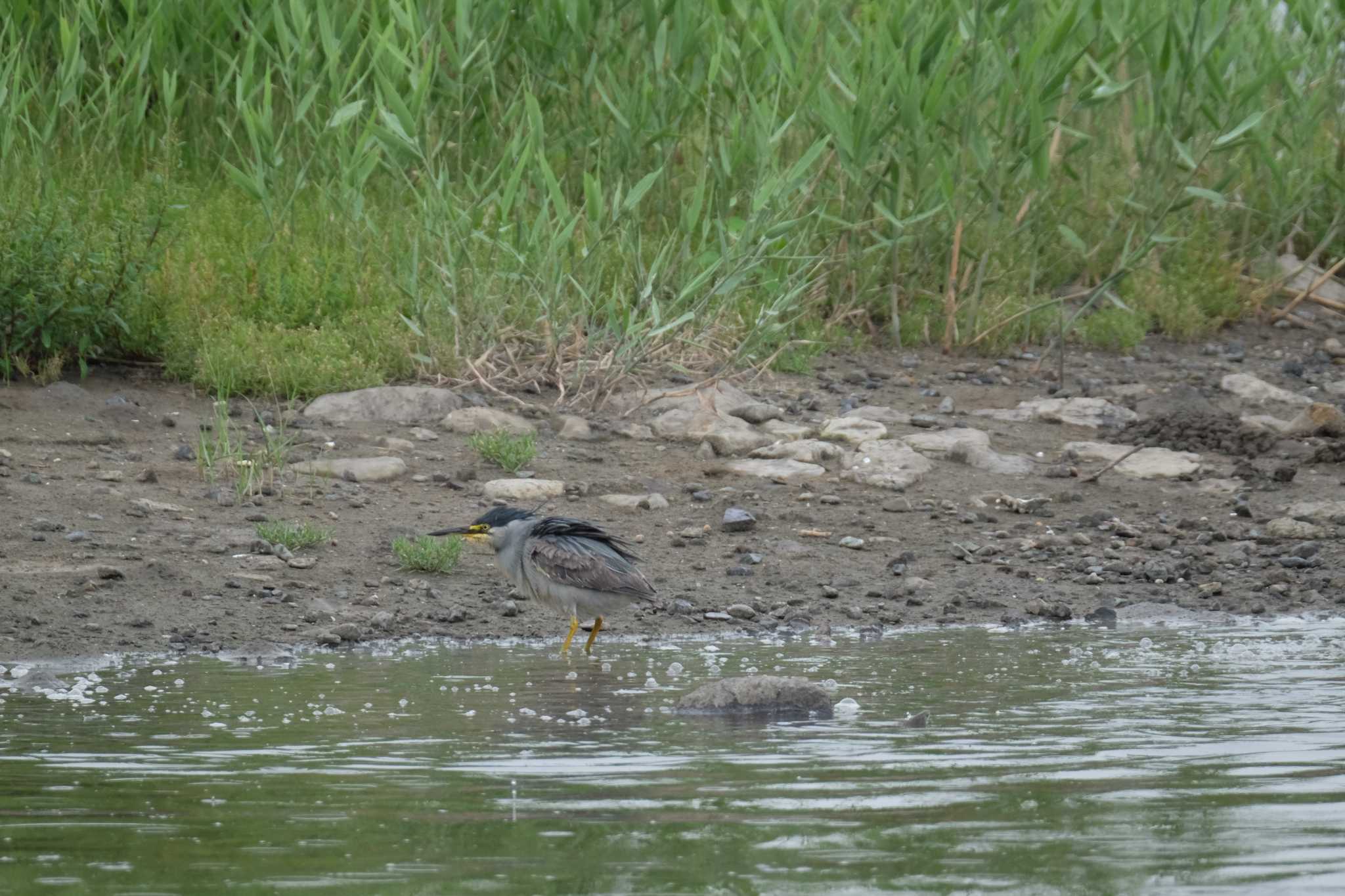 東京港野鳥公園 ササゴイの写真 by toru