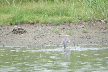 Striated Heron Tokyo Port Wild Bird Park Sat, 7/13/2019