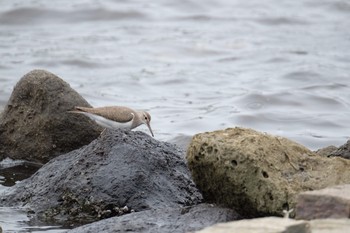 2019年7月13日(土) 東京港野鳥公園の野鳥観察記録