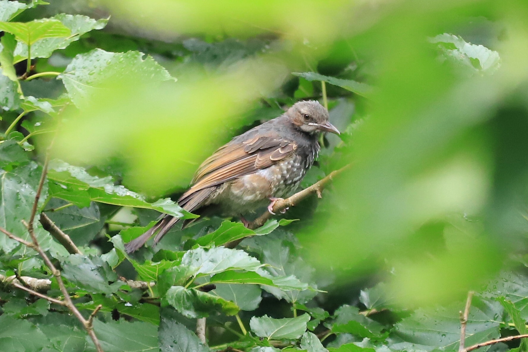 この野鳥の種類を教えてください！ by ma_bo